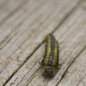 Inchworm